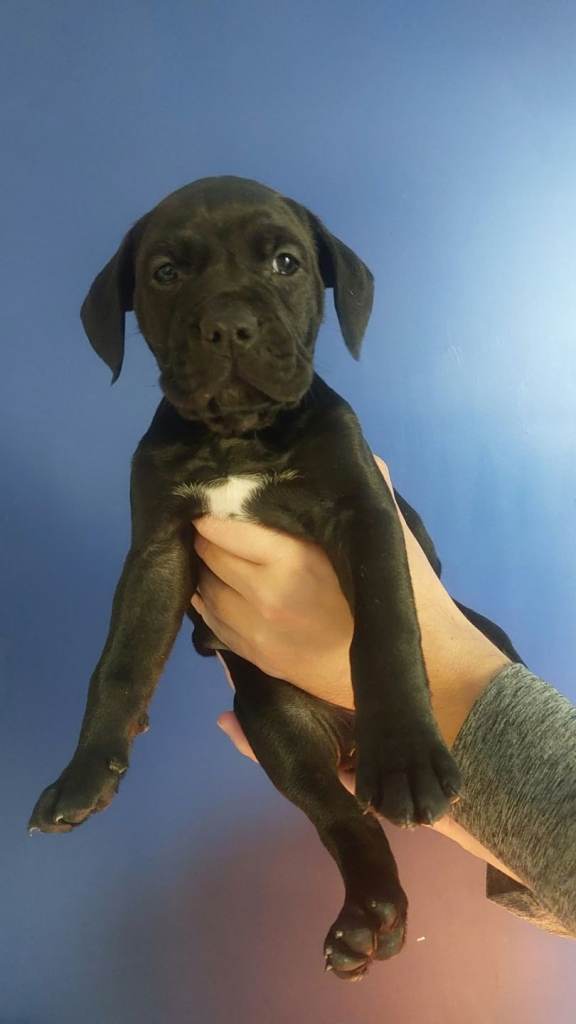 Beautiful English Bulldog X Cane Corso pups 