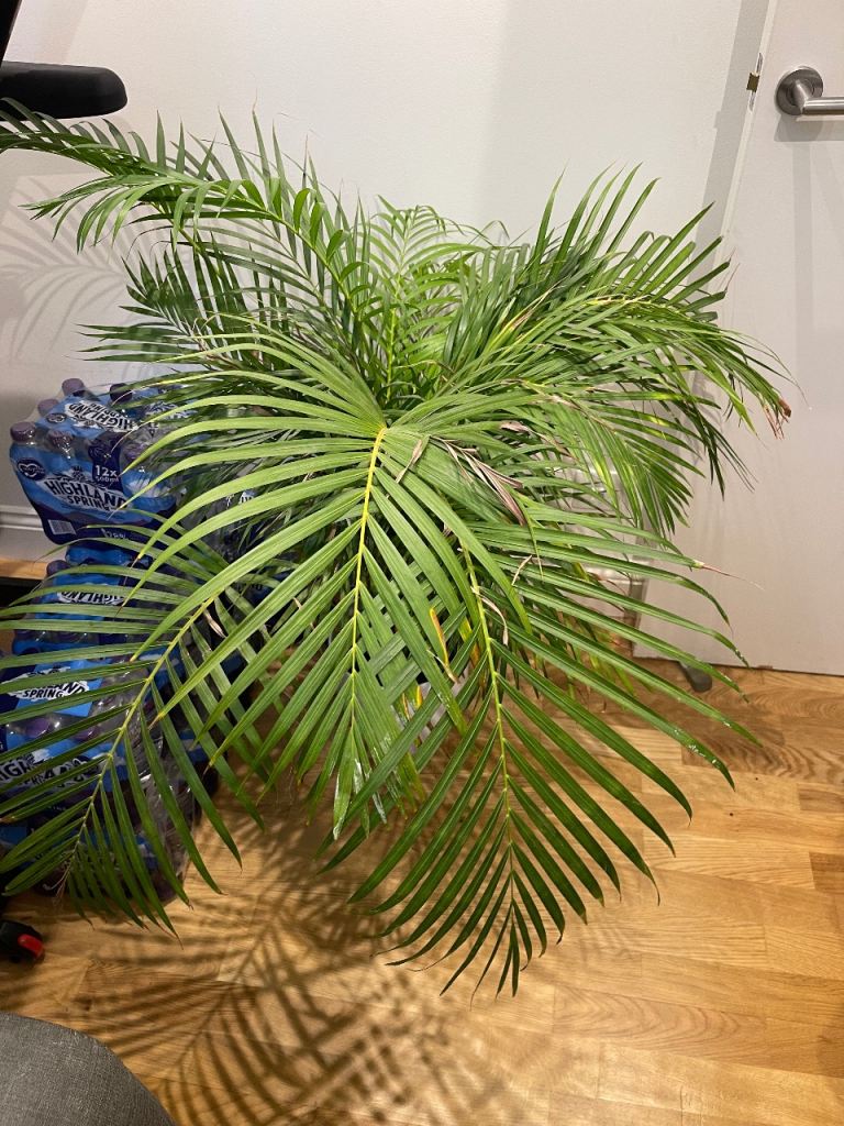 Indoor plants