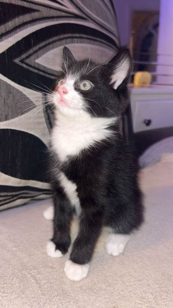 2x Girl Kittens Available 