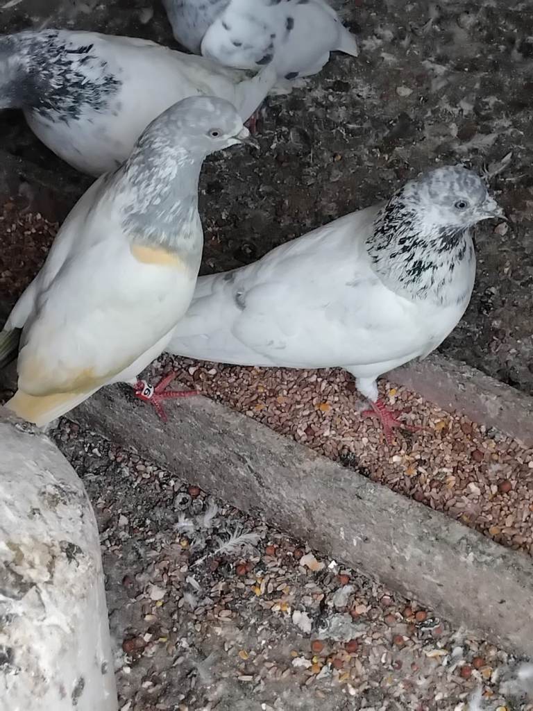 Pakistani Highflyer Pigeons