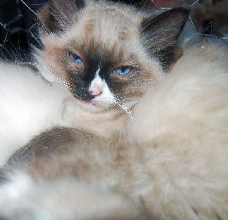 Ragdoll Kittens (100% Pure) - 2 left of 6 - Inverness/Lochcarron