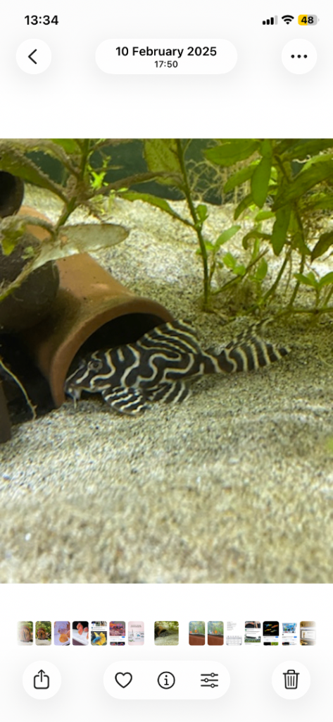 False Zebra Plecos juveniles 