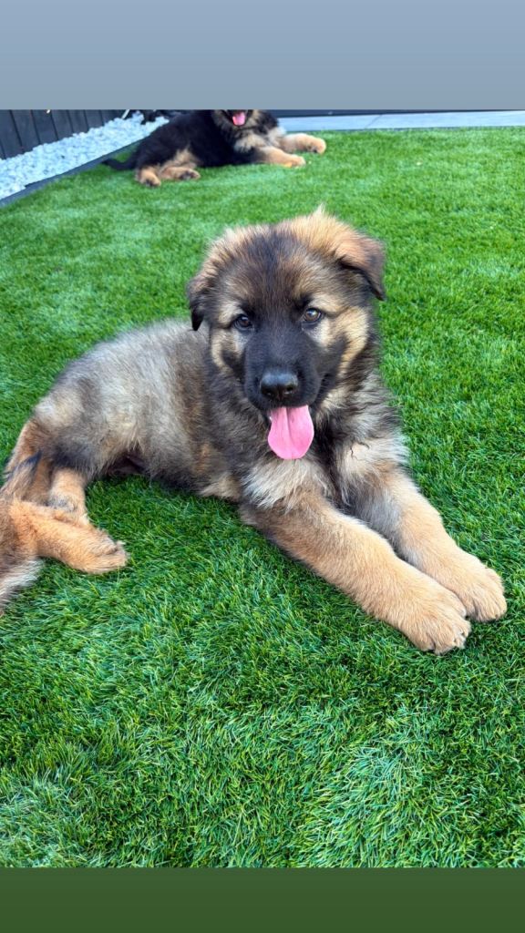 Kc German shepherd puppies 