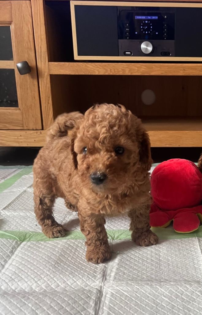Beautiful miniature poochons puppies ready 28 Aug