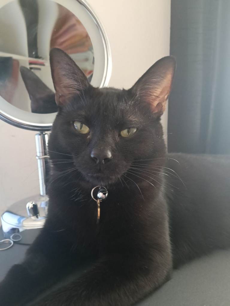 1 Year old Male Black Cat