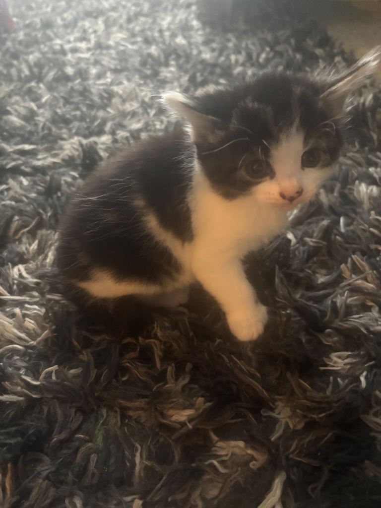 Teddy bear like kitten 