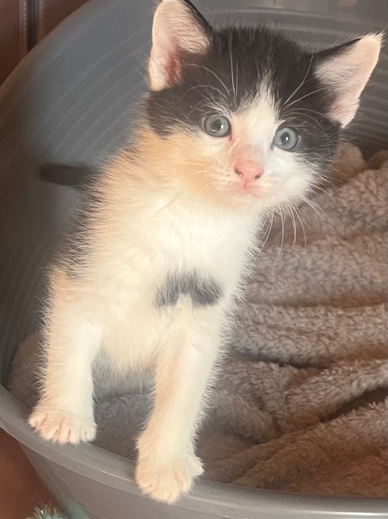 Kittens 