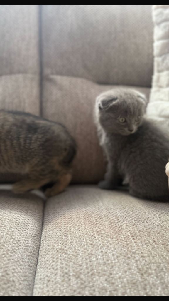 1 British Short Hair kitten for Sale 