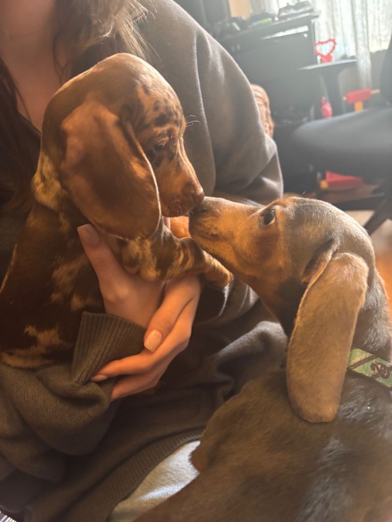 mini dachshunds male and female for rehoming 