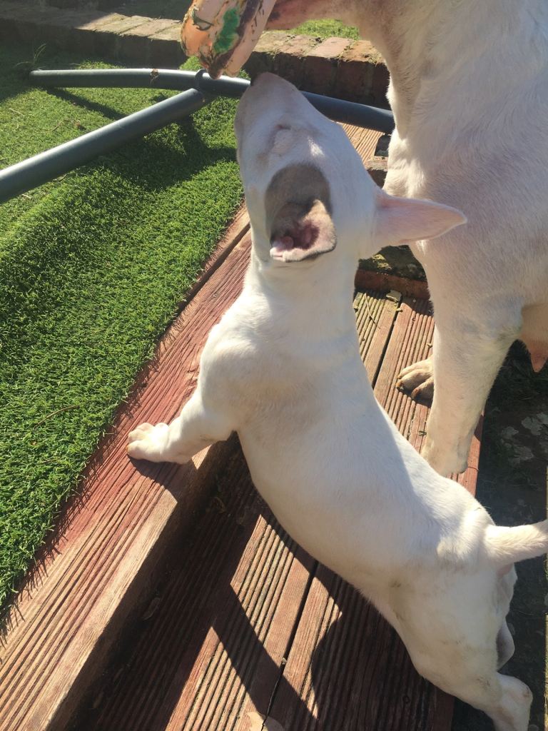 1 x Girl English Bull Terrier left KC REGISTERED ready to leave 