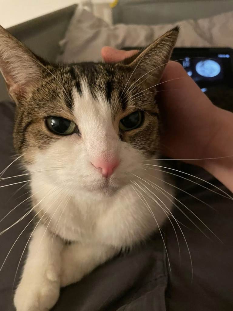 Friendly 7-Year-Old Indoor Cat – Needs Loving Home