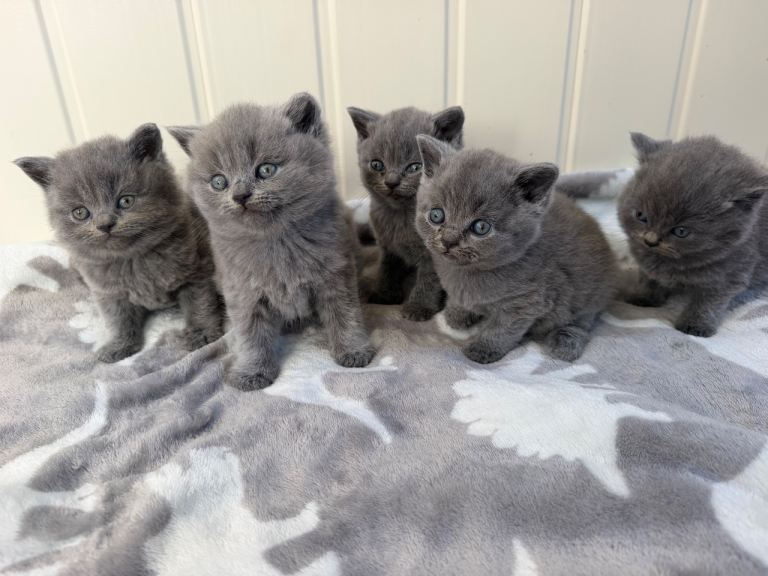 British shorthair Kittens looking for Loving Homes
