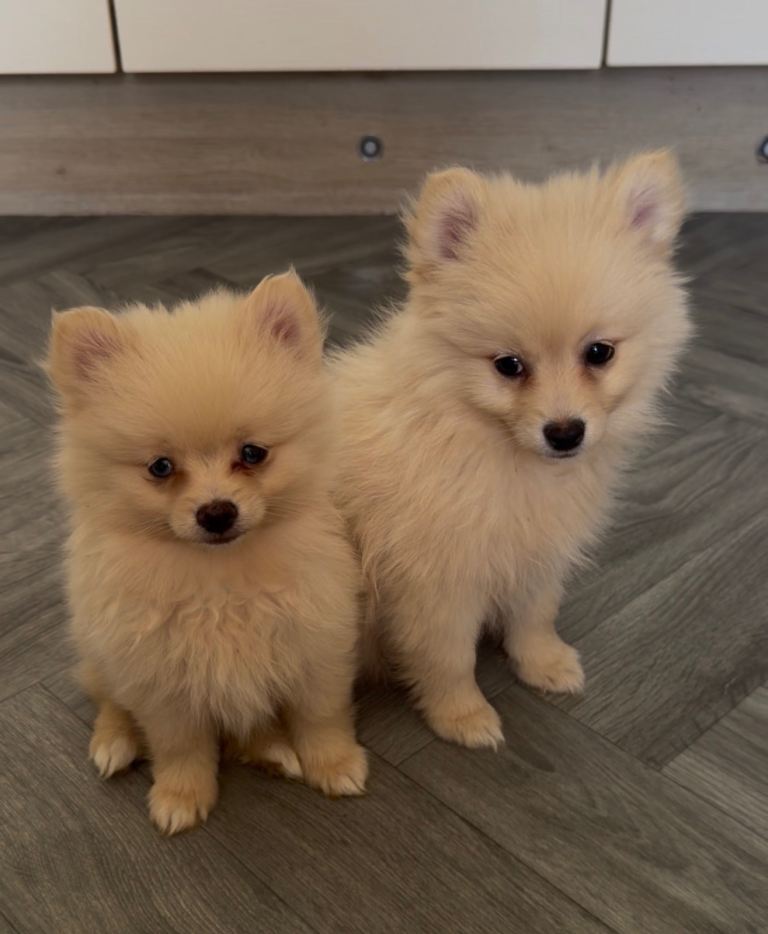 Pomeranian puppies ready now 