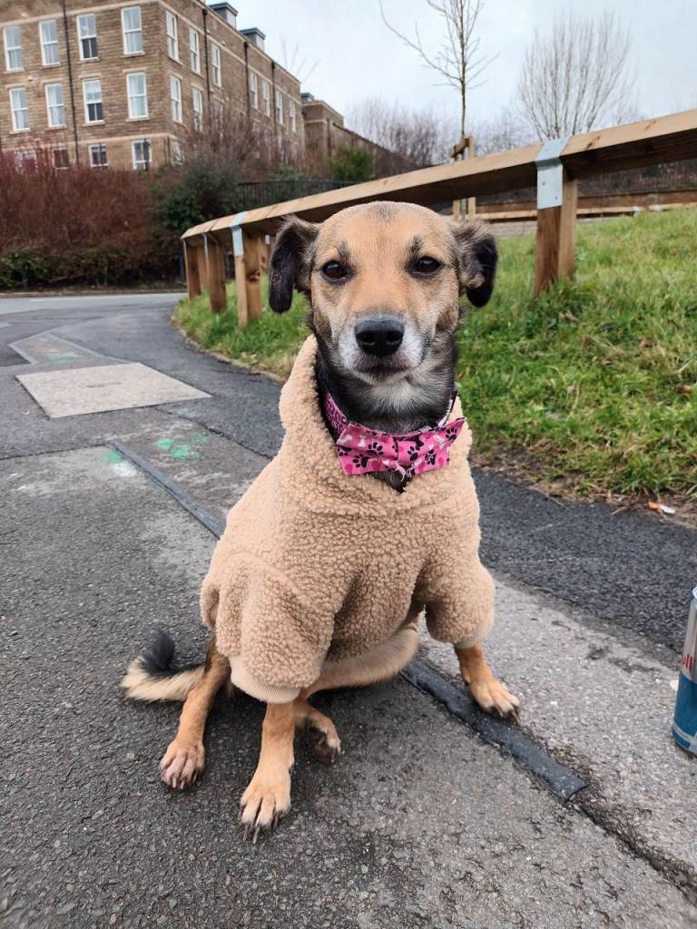 Patterdale cross 