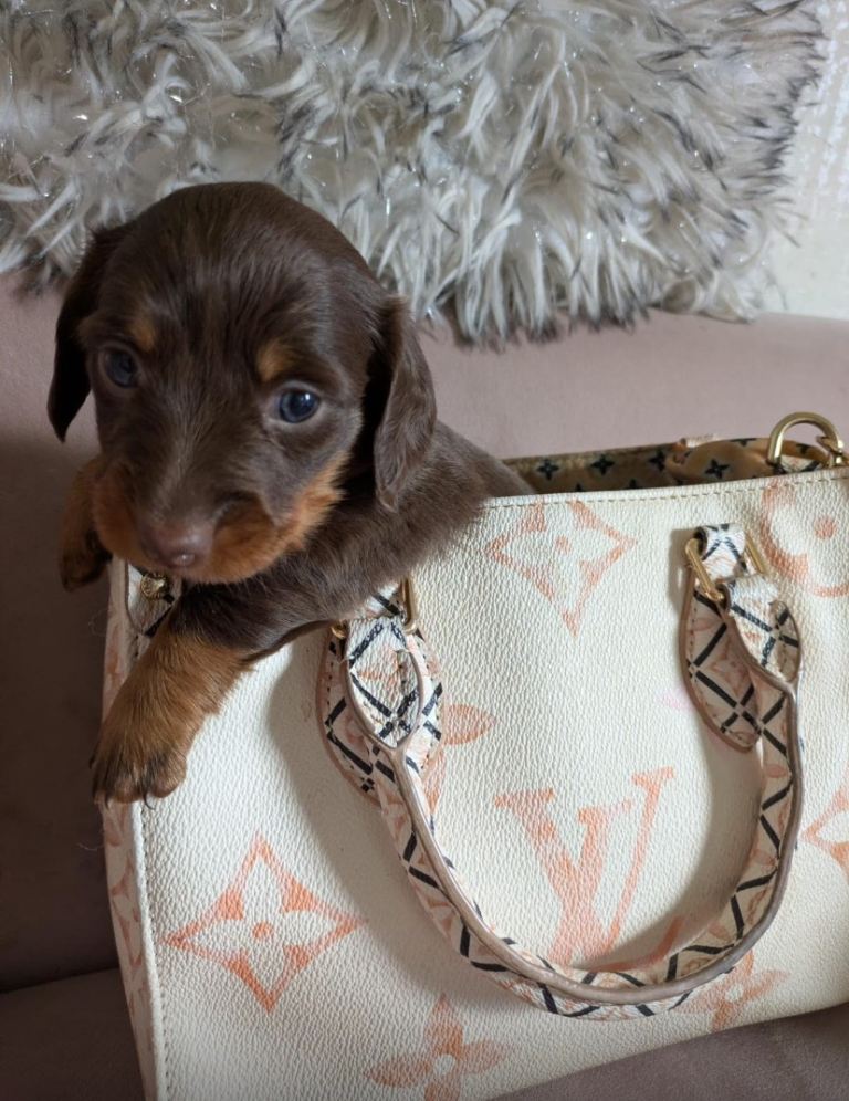 Mini Dashunds long coat pups 