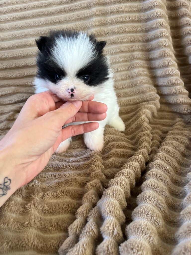 Pomeranian puppy