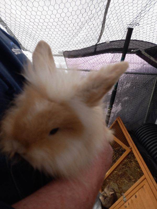 Lionhead x lop Bunnies 