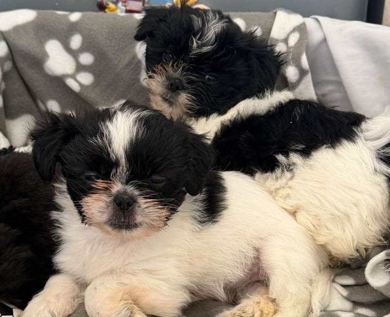 2x Shih Tzu puppies