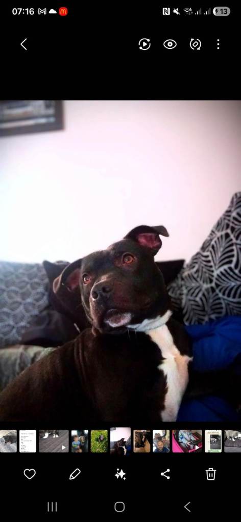 2 year old male staffy