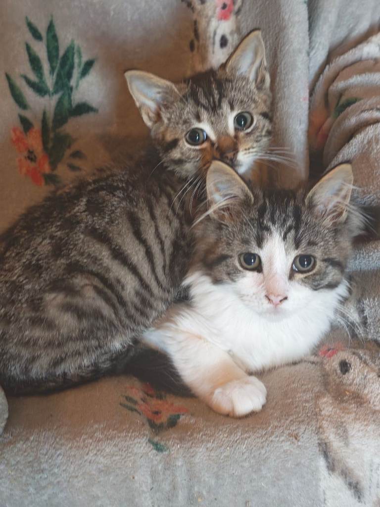 Beautiful kittens 