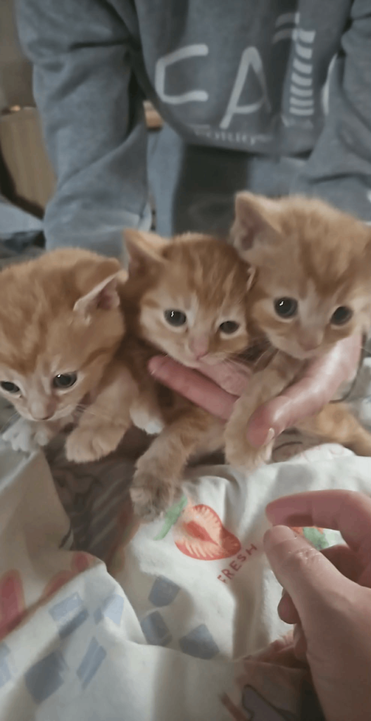 Kittens for rehoming 