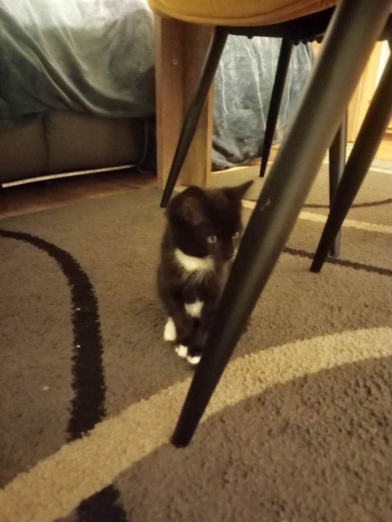 Adorable little kittens sold