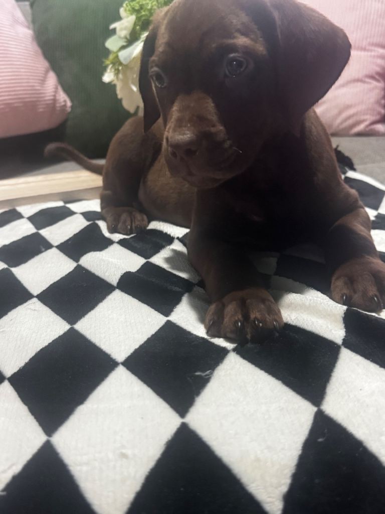 READY TO LEAVE NOW LAST BOY. American bully x springer spaniel