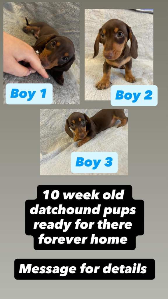 Datchound pups 