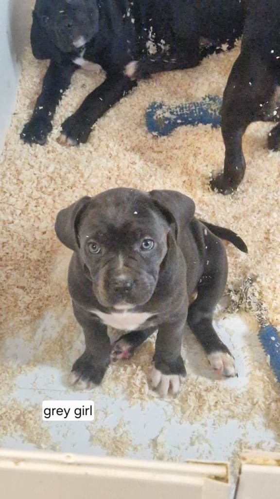 Beautiful Cane Corso Puppies – Ready for Loving Homes