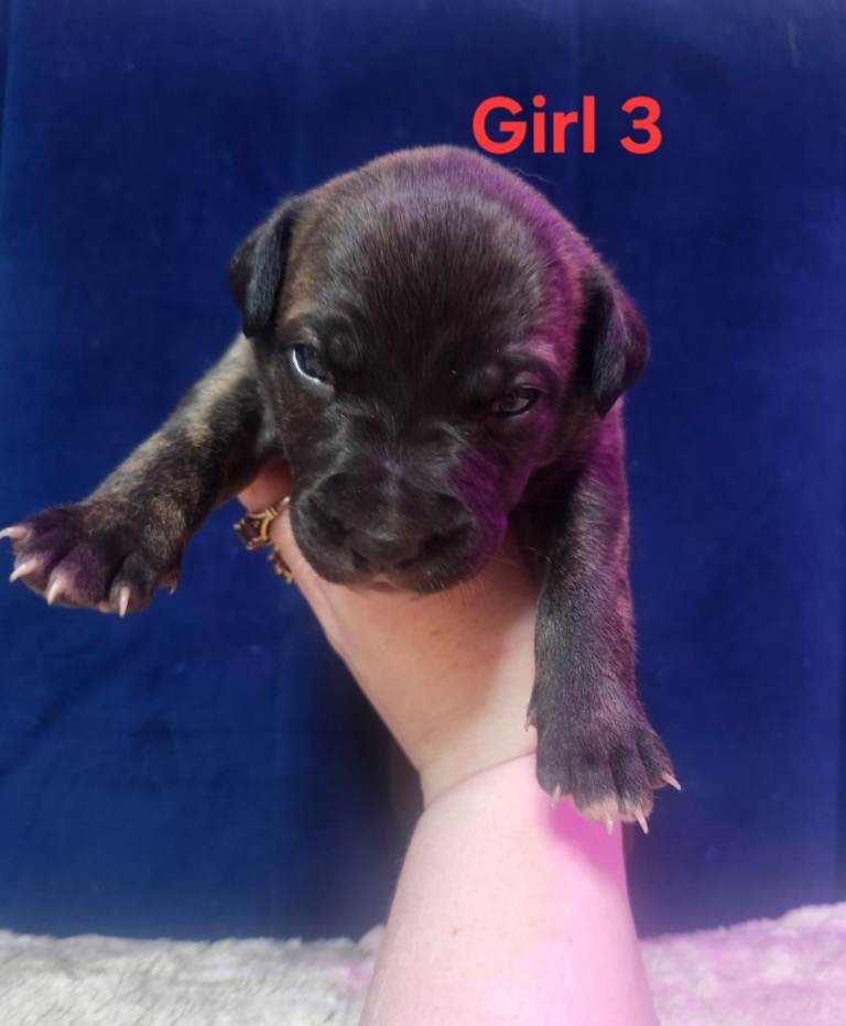 Staffordshire Bull Terrier Puppies