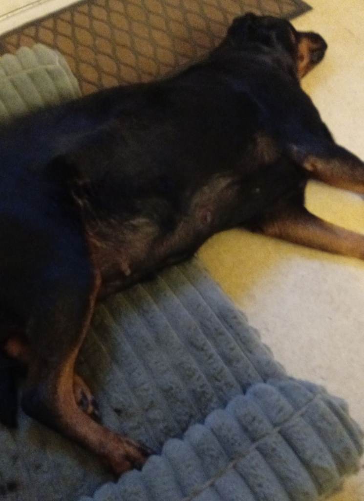 Rottweiler puppies 
