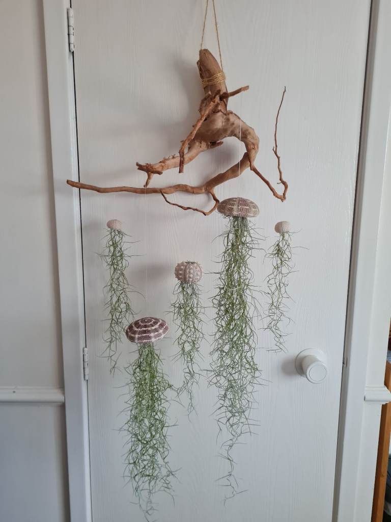 Large Jellyfish Air Plant Mobile 
