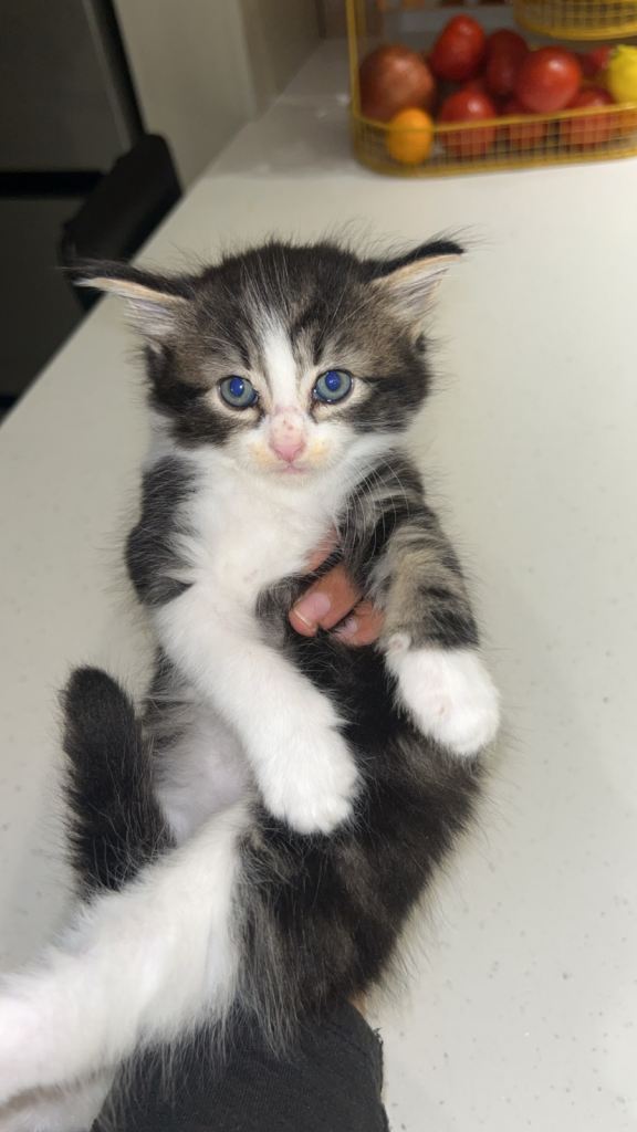 Kitten for sale 2 