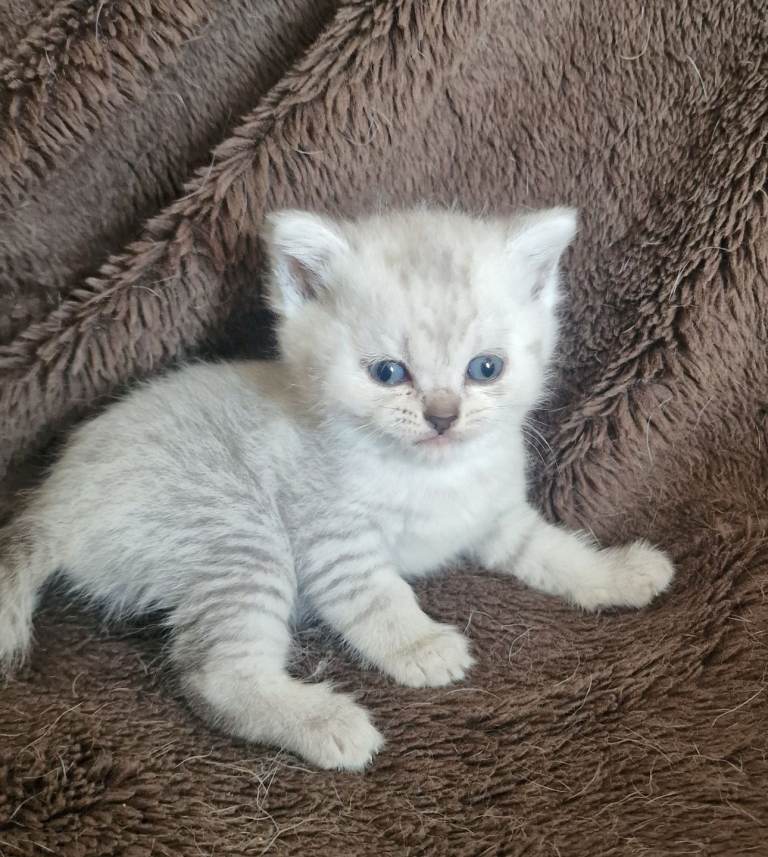 British Shorthair kittens (Blue  Silver) 
