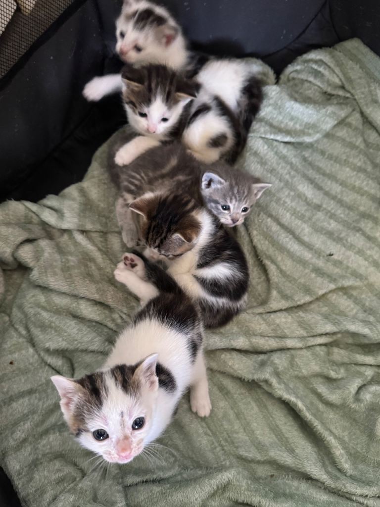 5 Adorable Kittens Looking for Their Forever Homes 🐱