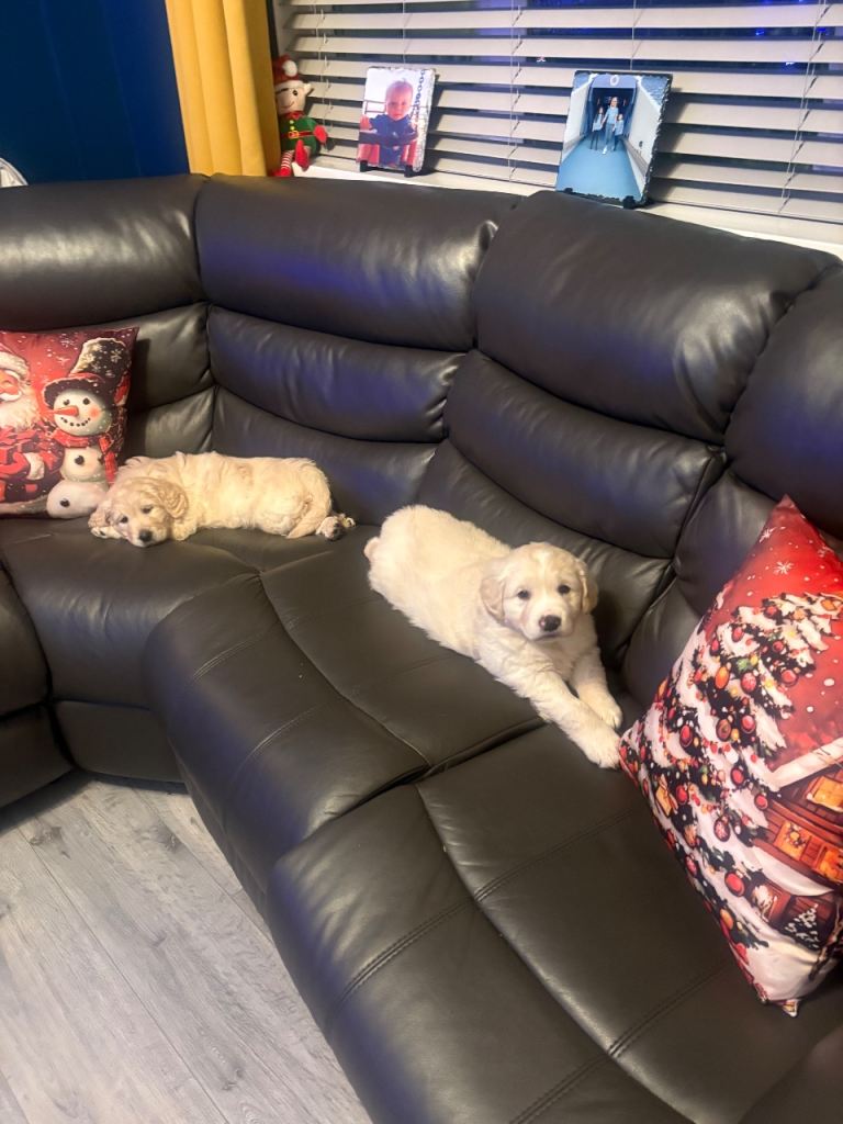 Golden Retriever Pups 10 weeks old last 2 boys 