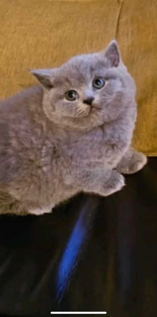 British shorthair kittens 