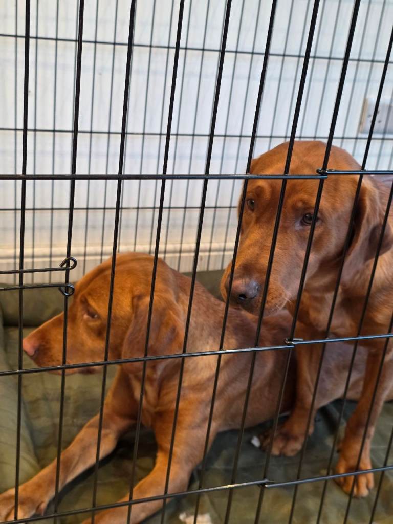 Fox Red Labrador Female Dogs