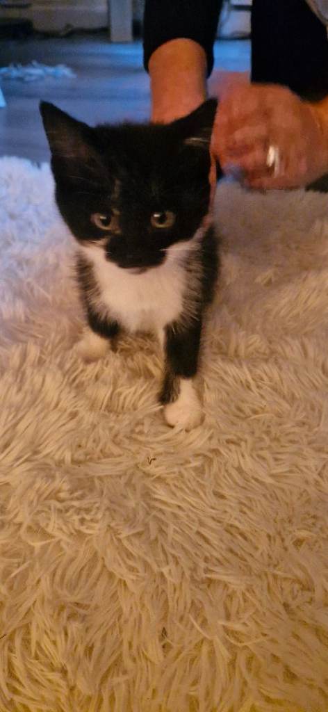 Kittens for sale
