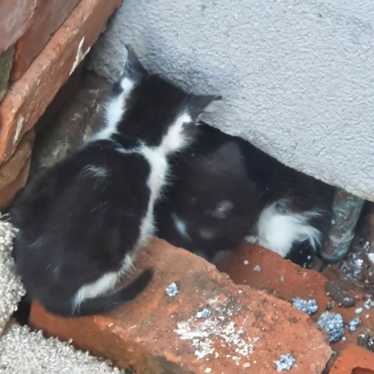 4 wild kittens for sale