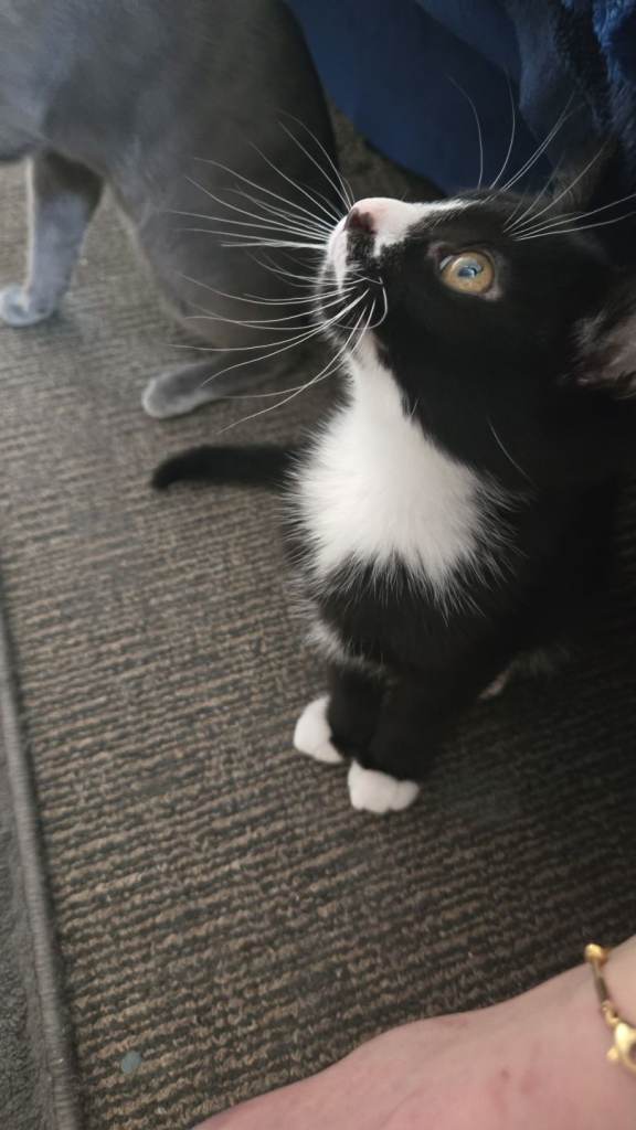 Beautiful and playful male kittens