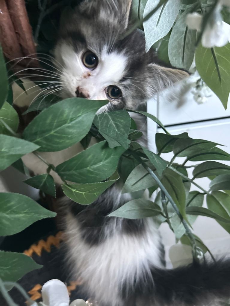 Playful gorgeous kitten