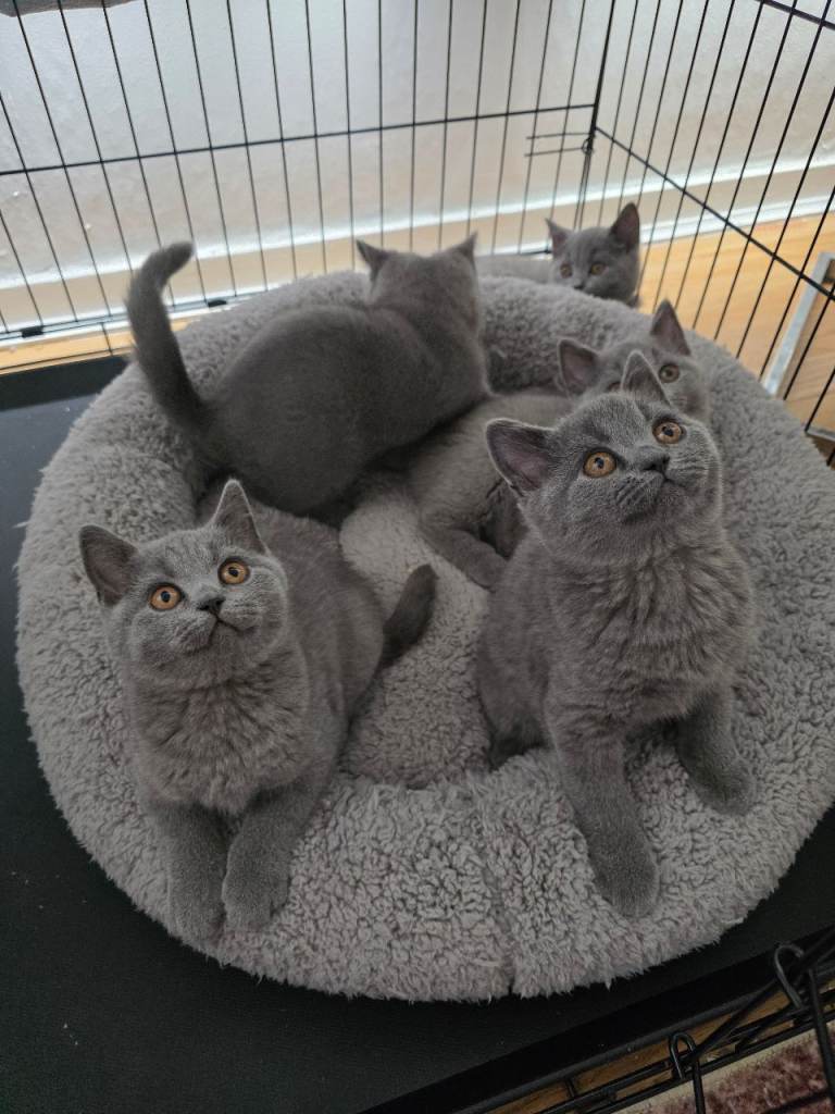 Beautiful British Shorthair
