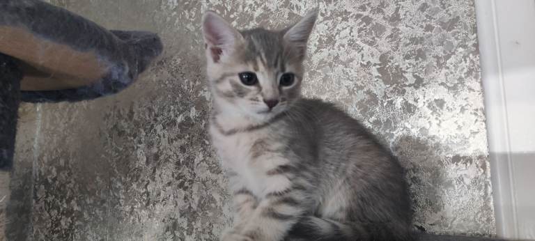 Funny, Playful and Cuddly Girl