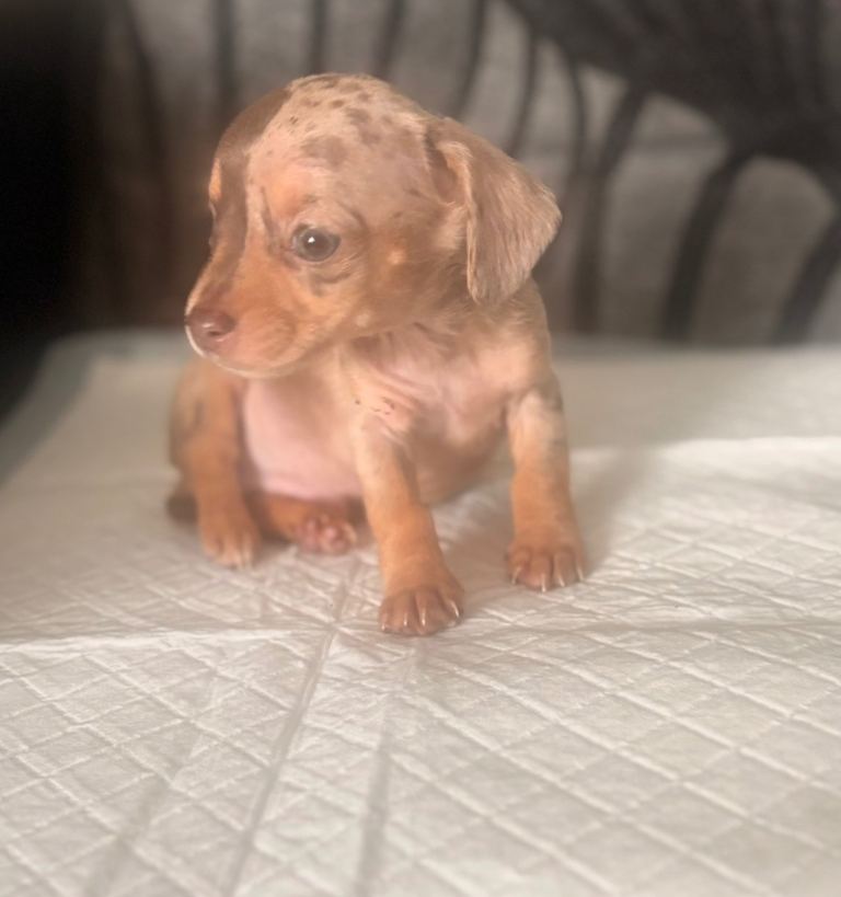 *READY NOW*Chiweenie puppies miniature dachshund x chihuahua chocolate dapple/merle 