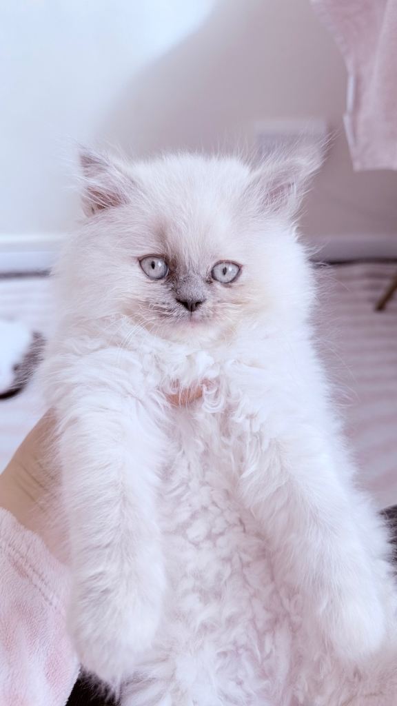 British shorthair male kitten and Persian female 