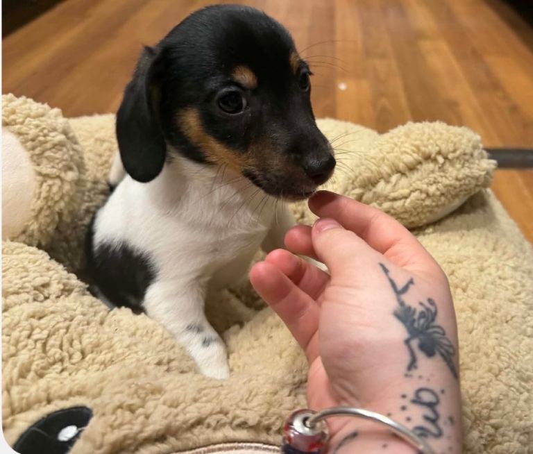 Short legged Jack Russell boy puppy 