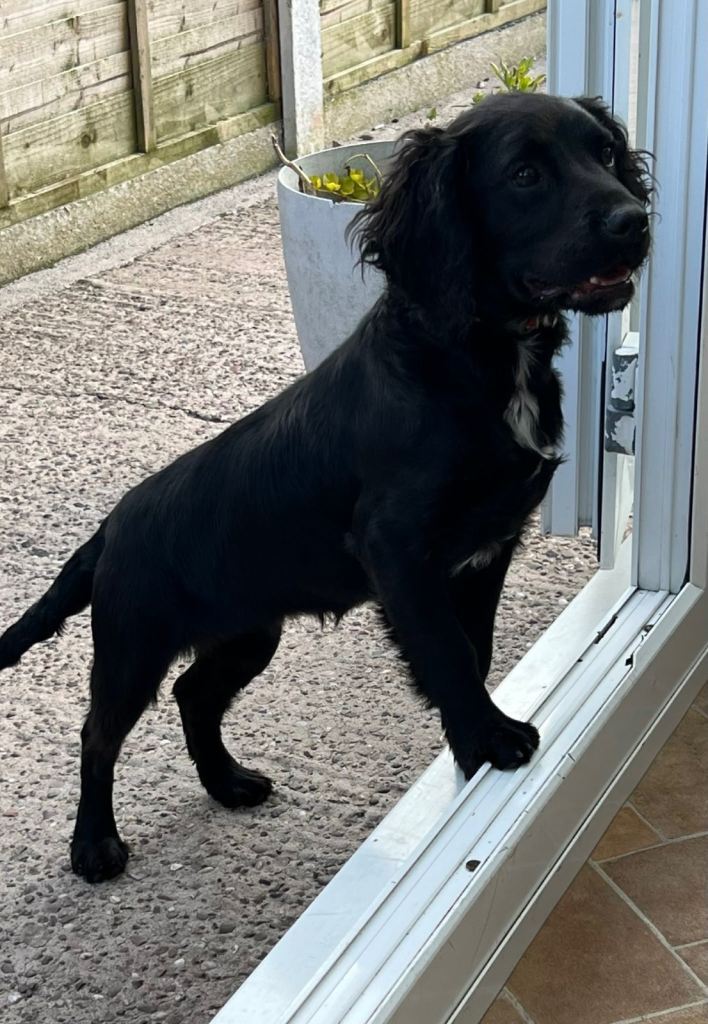 Exceptional cocker spaniel pups