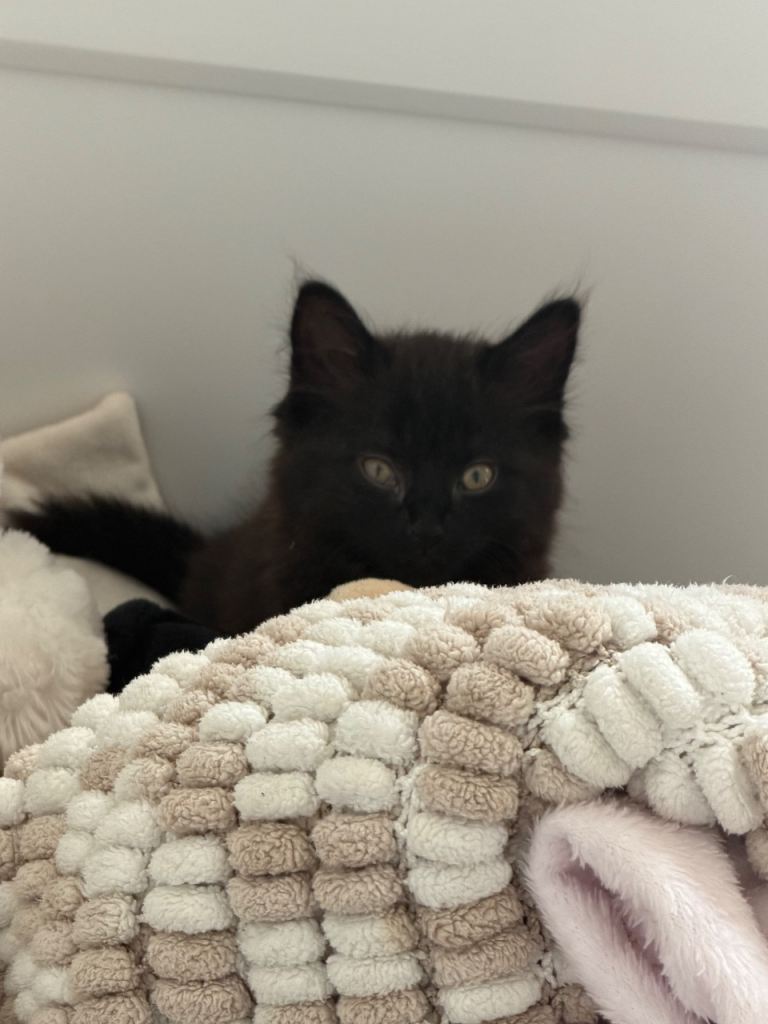 2 female kittens