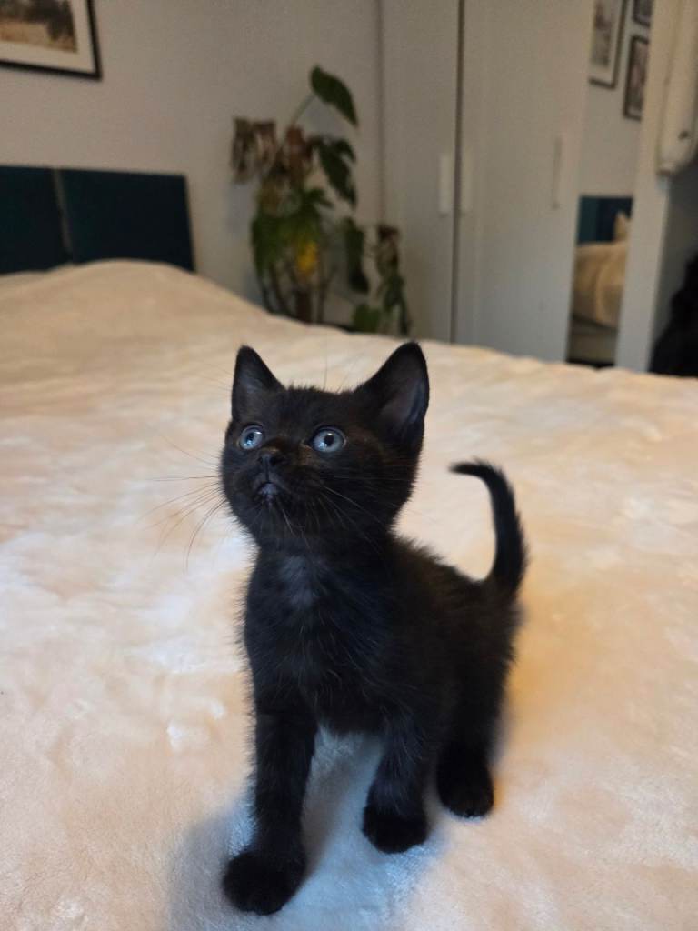 Beautiful Black Kitten Looking for a Loving Home 🖤